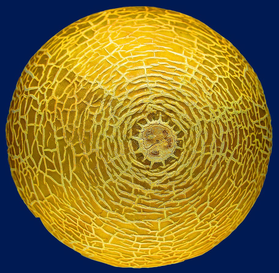 power melon, fruit, texture, surface, close up, round, shell HD wallpaper