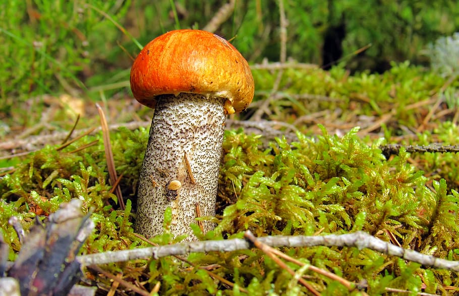 orange-cap boletus, mushroom, forest, edible mushrooms, rough boletus, HD wallpaper