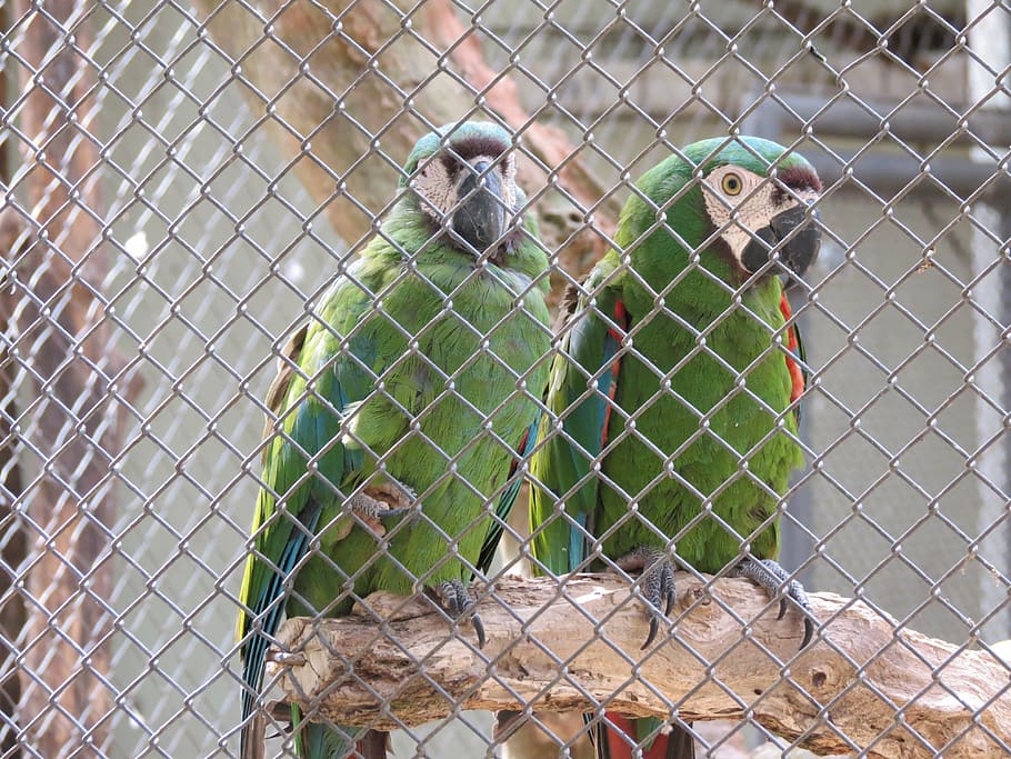 zoo, birds, macaws, sorocaba, brazil, animal, animal themes HD wallpaper