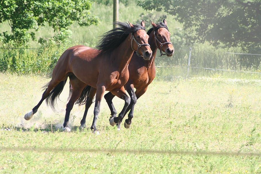 two brown horses on field, gallop, trotters, warmblood, domestic