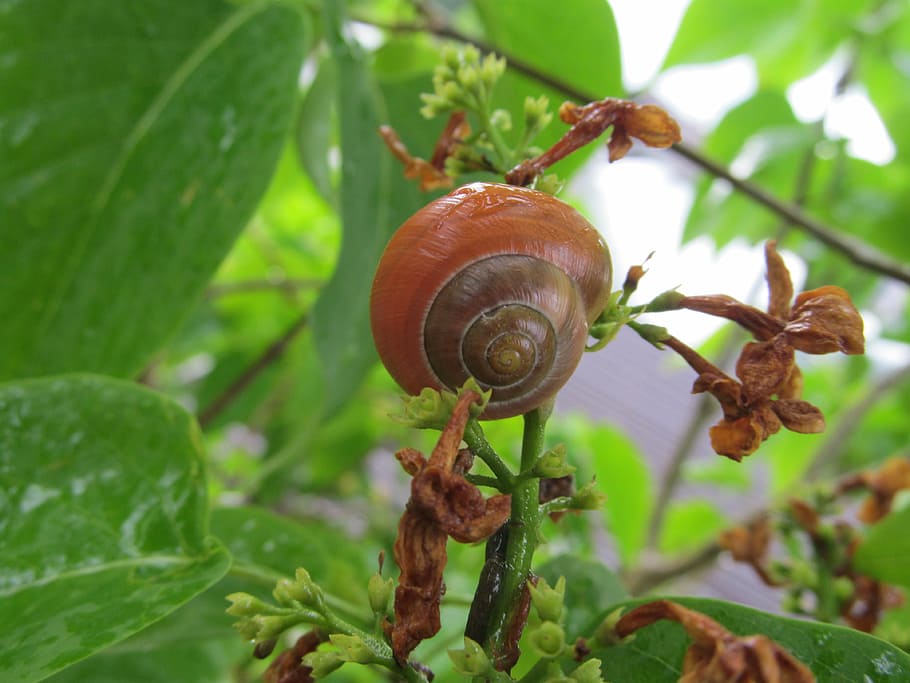 snail, shell, nature, garden, tree, green, leaf, leaves, flower HD wallpaper