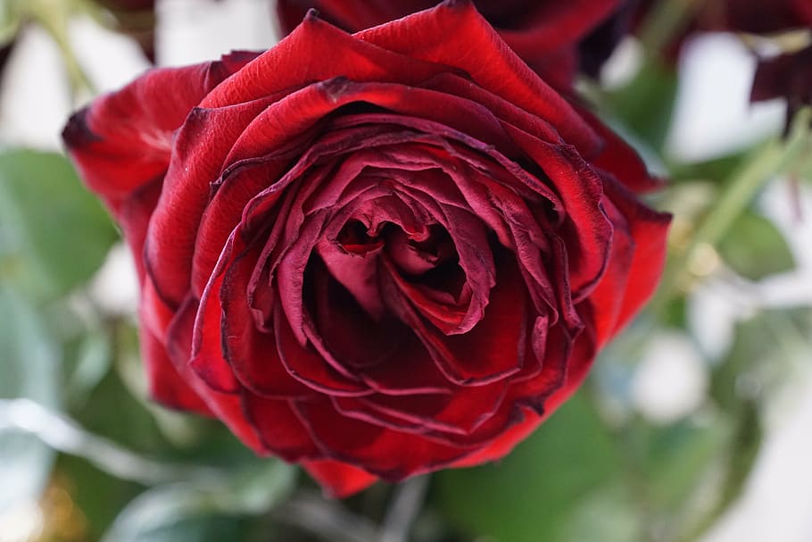 rose, red, love, flower, blossom, bloom, wither, plant, valentine's day HD wallpaper
