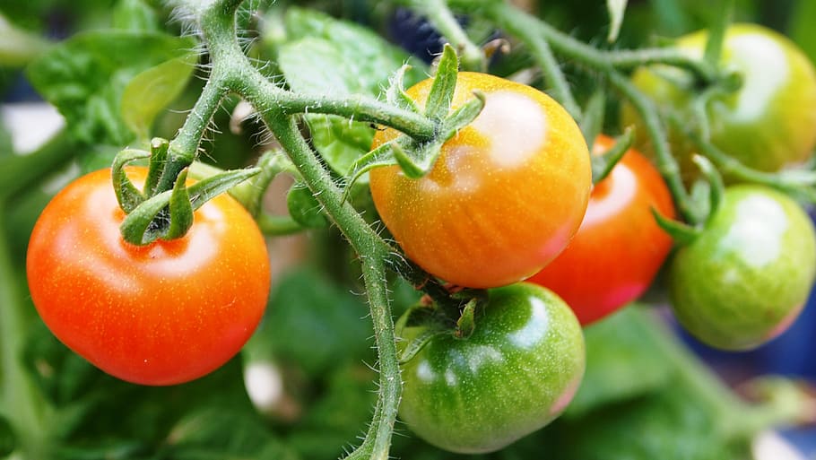 closeup of tomato plant, fruit, growth, garden, nature, nursery, HD wallpaper