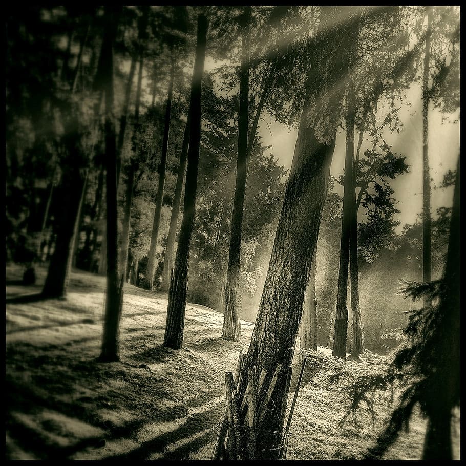 grayscale photography of tree in forest, mysticism, back light HD wallpaper