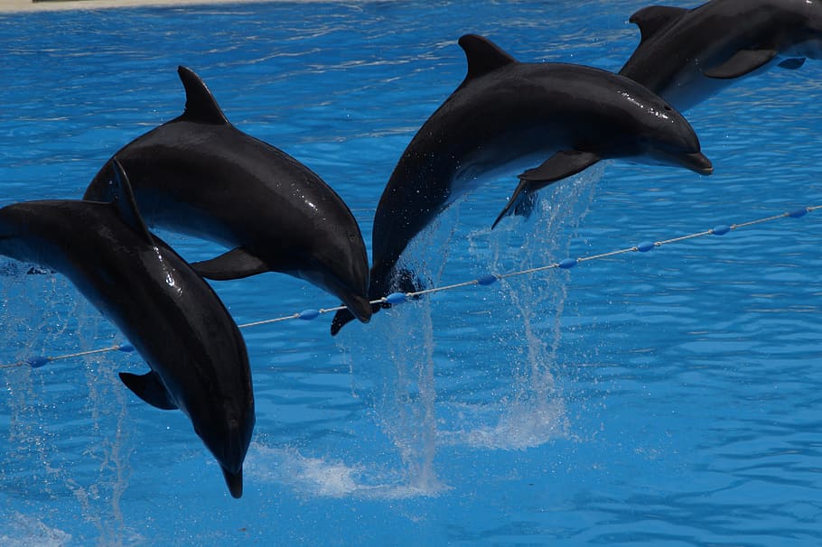 Dolphins, Swim, Marine Mammals, meeresbewohner, animals, water creature