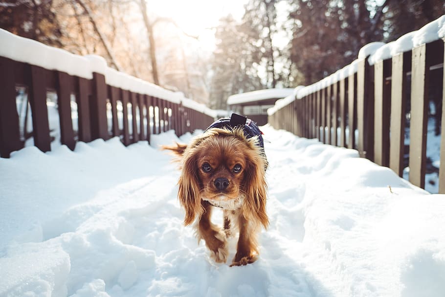 Cavalier King Charles Spaniel walks at glacier pathway, adult red cavalier King Charles spaniel, HD wallpaper