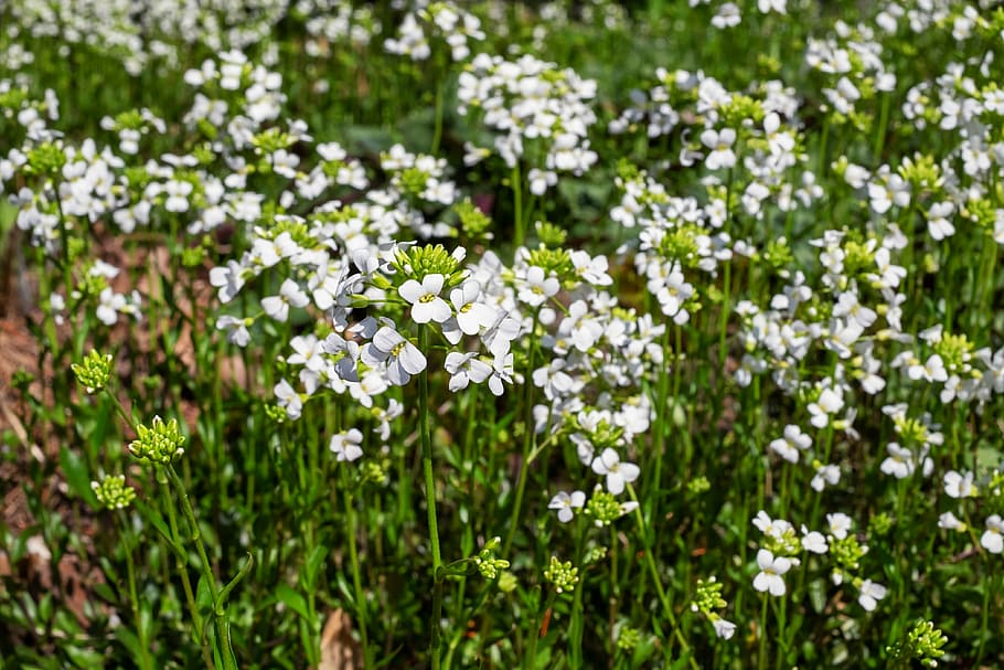 white petaled flowers blooming at daytime, cress, cruciferous, HD wallpaper