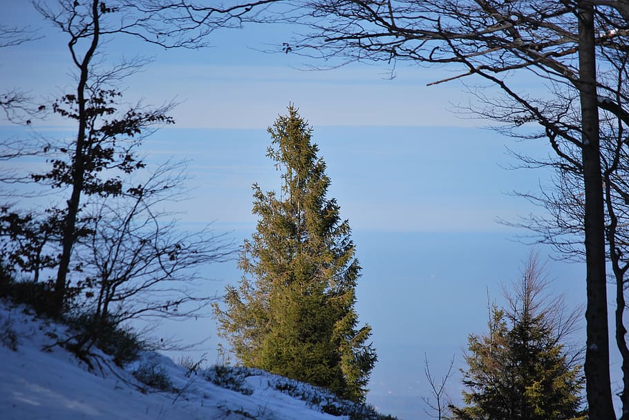 tree, spruce, green, winter, winter in the mountains, snow HD wallpaper