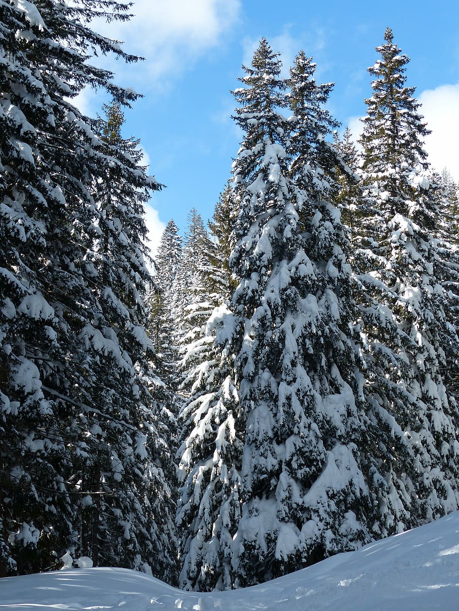 cold, nature, snow, trees, white, winter, forest, mountain HD wallpaper