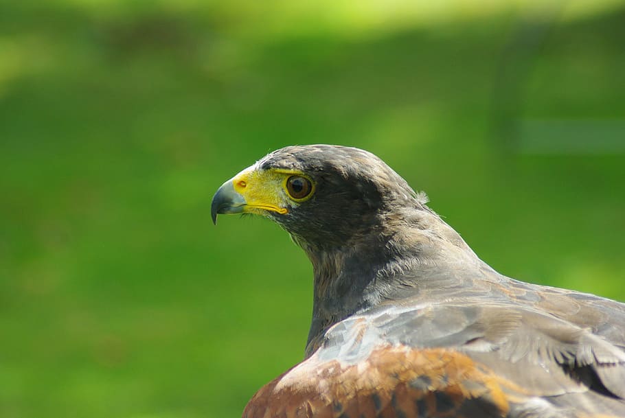 Hawk, Harris, Bird, Prey, Head, Beak, hunting, nature, carnivore HD wallpaper