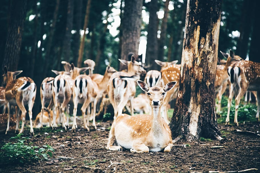 group of deer in forest during daytimer, deer beside tree, park HD wallpaper