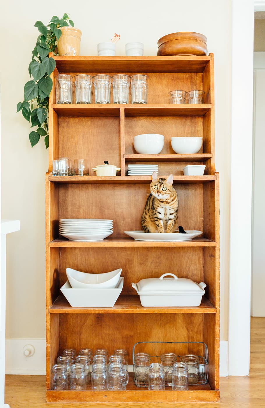gray tabby cat on brown wooden shelves with cutleries inside house, short-coated brown cat on top of white ceramic plate