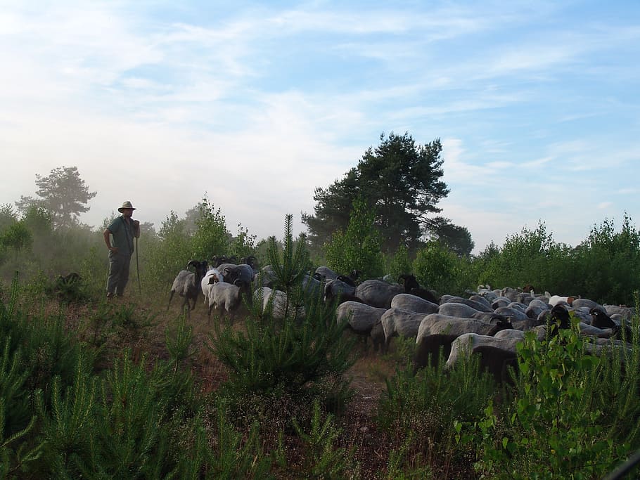 schäfer, sheep, flock, nature, lüneburg heath, racka sheep HD wallpaper