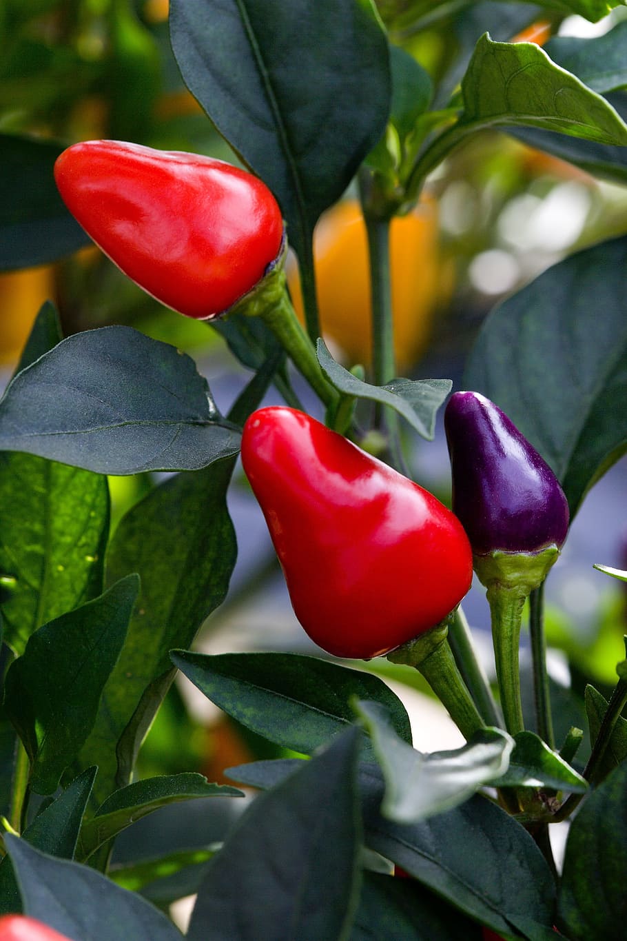 Peppers, Red, Black, Food, growing, spicy, agriculture, raw HD wallpaper