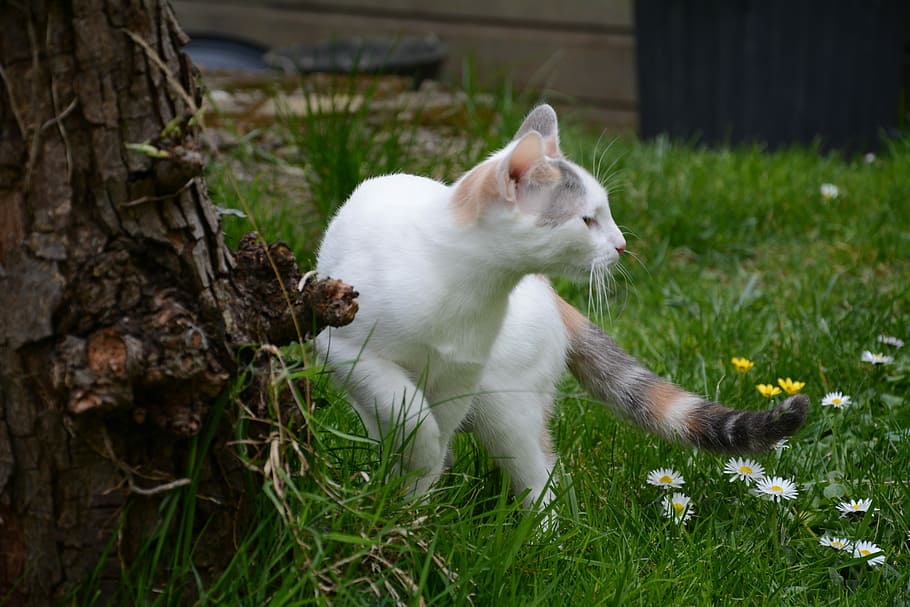 Cat, Grass, Lookout, Cute, animal themes, one animal, domestic animals HD wallpaper