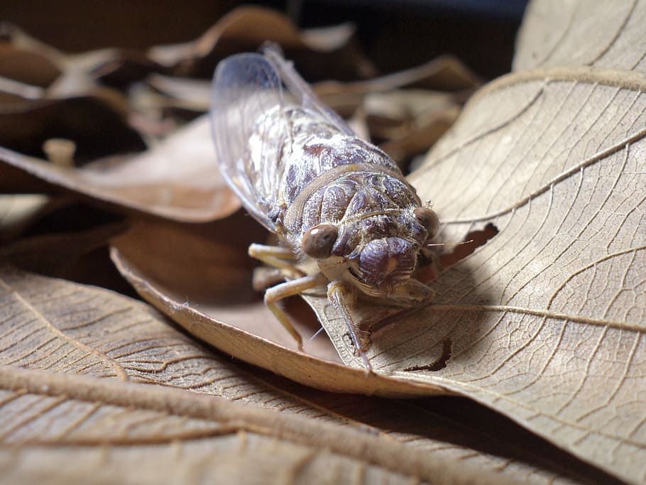 insect, nature, bug, fly, animal, wildlife, one animal, animal themes HD wallpaper