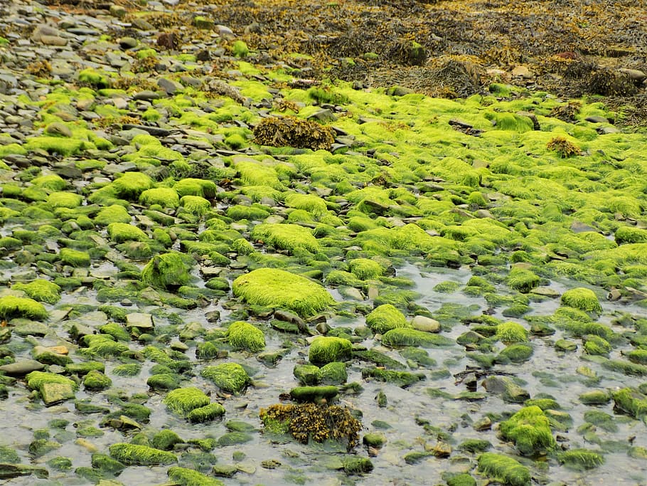 seaweed, harbour, marine, water, coast, island, travel, nature, HD wallpaper