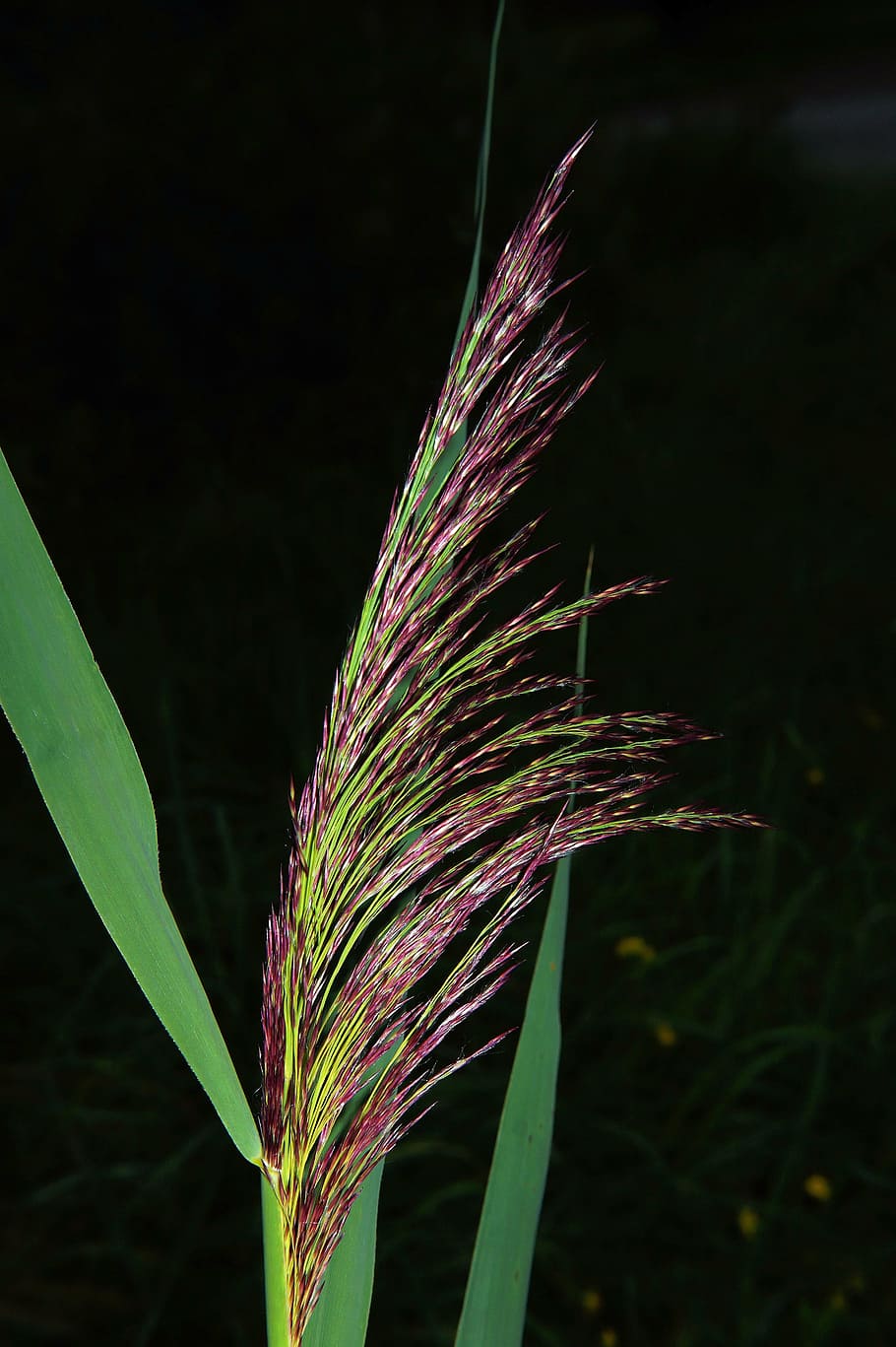 grasses, green, bloom, nature, summer, close, halm, fauna, garden HD wallpaper
