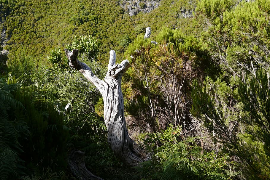 tree, log, old, gnarled, plant, growth, nature, land, forest HD wallpaper