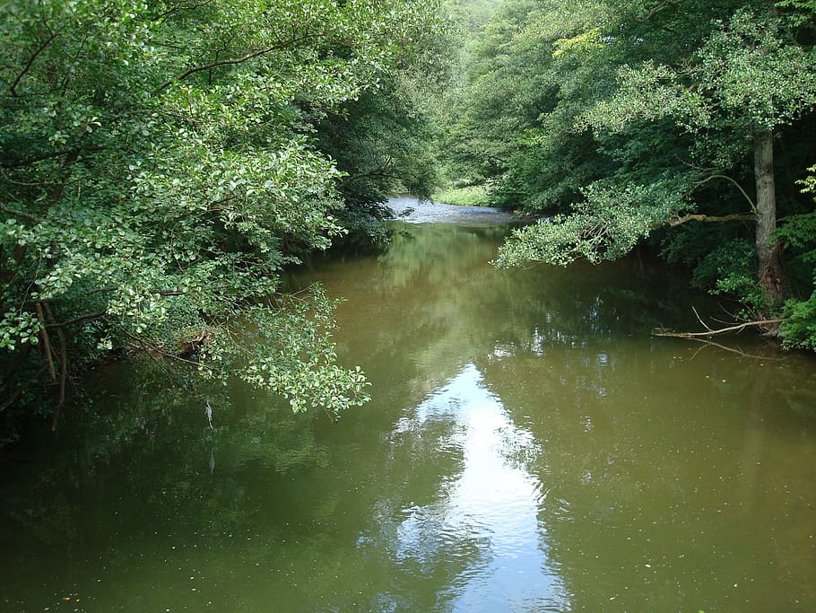 bach, forest, river, idyllic, clear, flow, tree, plant, water HD wallpaper