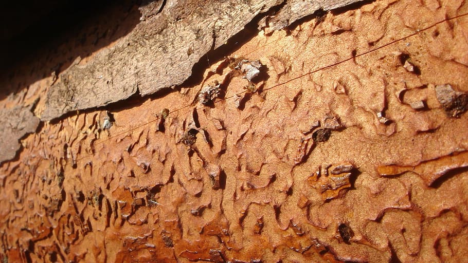 labyrinth, wood, dead tree, backgrounds, brown, close-up, textured HD wallpaper