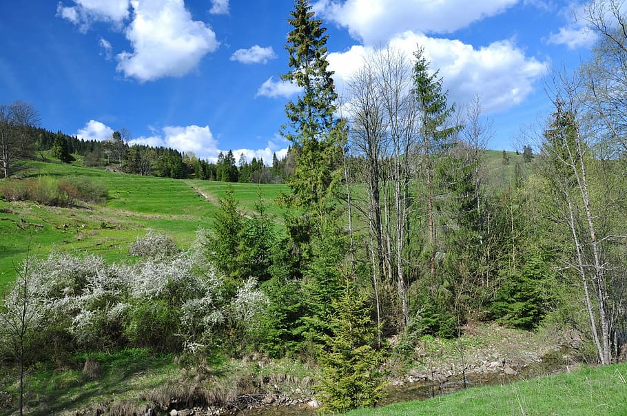 meadow, nature, view, landscape, green, mountains, plant, cloud - sky HD wallpaper