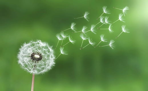 shallow focus photo of dandelions, ease, flight, flower, plant HD wallpaper