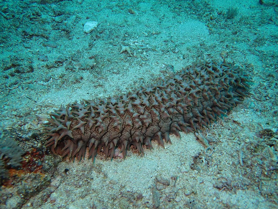 Scuba, Corals, diving, undersea, underwater, animals in the wild HD wallpaper