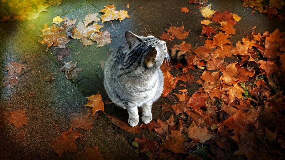 silver and black tabby cat with brown maple leaves, autumn HD wallpaper