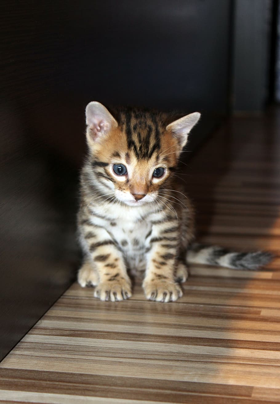kitten, bengal kitten, pet, mammal, pets, one animal, domestic HD wallpaper