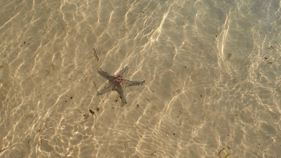 sand, starfish, vacation, summer, beach, sea, travel, tropical HD wallpaper