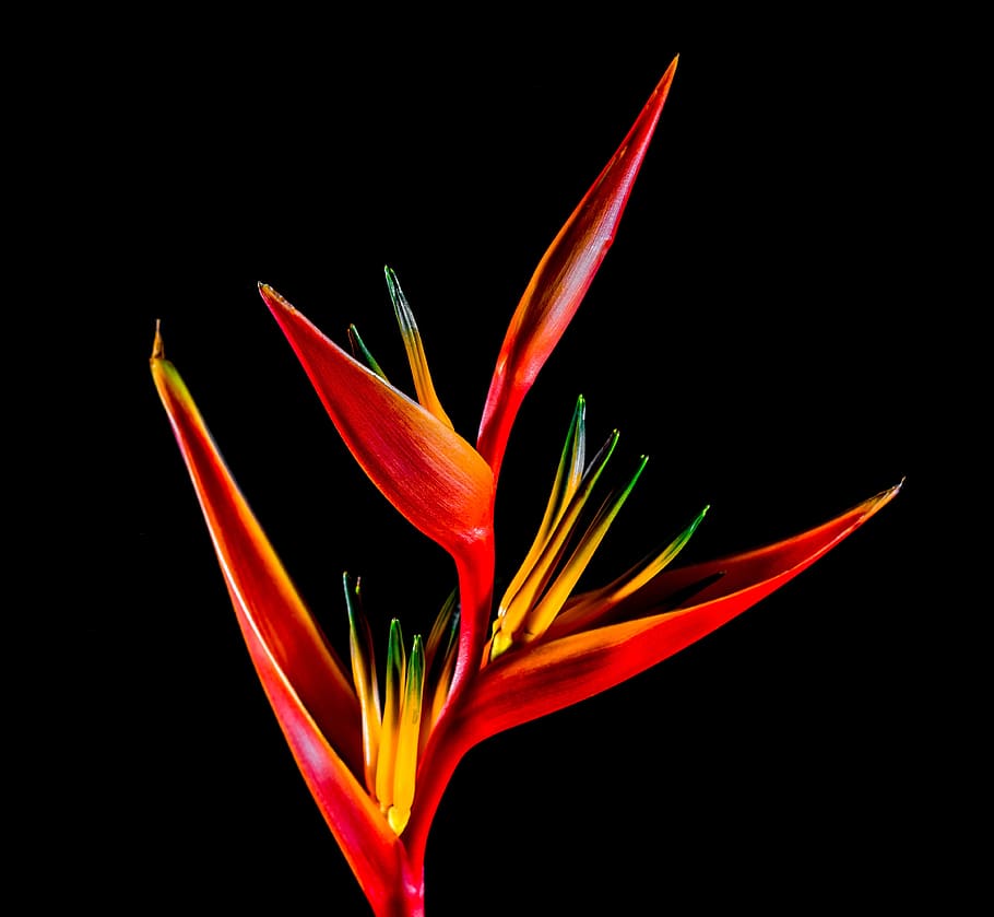 Orange bird of paradise flower, Strelitzia reginae Bird Flower bouquet,  Unique shape of flowers, orange, computer Wallpaper, plant Stem png |  PNGWing