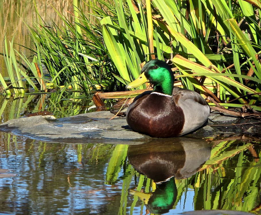 mallard, duck, reflection, bird, wildlife, water, waterfowl HD wallpaper