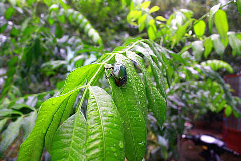 Insect, Bug, Thailand, Zika, green, insecticide, parasite, symbol HD wallpaper