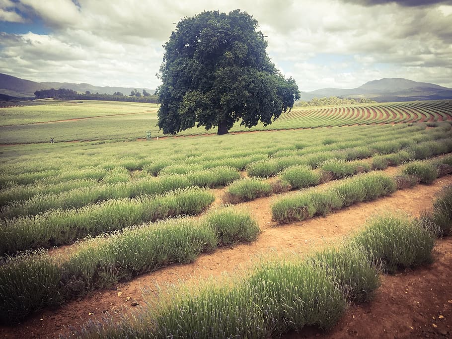lavender, field, tree, lonely, landscape, growth, plant, cloud - sky HD wallpaper