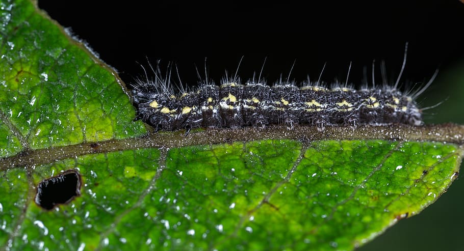 caterpillar, larva, insect, macro, sheet, drops, rosa, one animal HD wallpaper