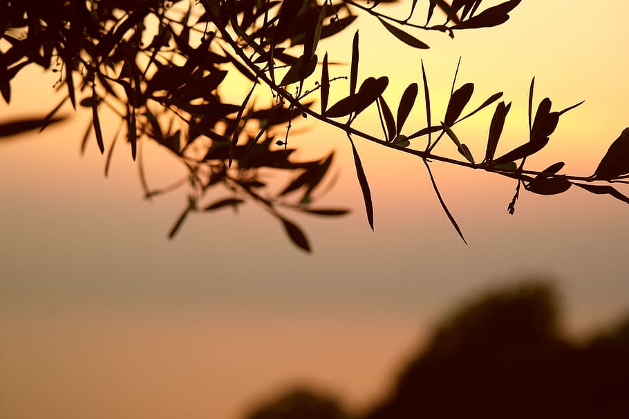 Hd Wallpaper Silhouette Of Leaves Olive Tree Branch Sunset Branches Nature Wallpaper Flare