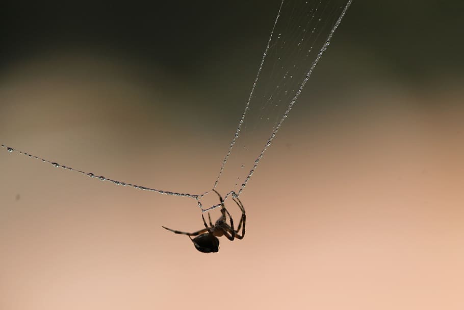 spider, web, nature, insect, spiderweb, cobweb, natural, dew HD wallpaper