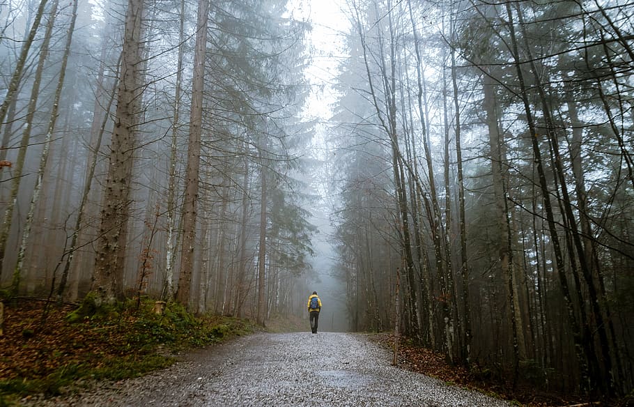 person walking on forest, people, man, alone, travel, adventure HD wallpaper