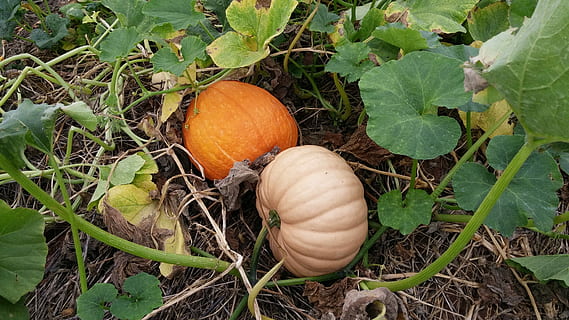Pumpkin, Patch, Autumn, Fall, Orange, green leaves, orchard HD wallpaper