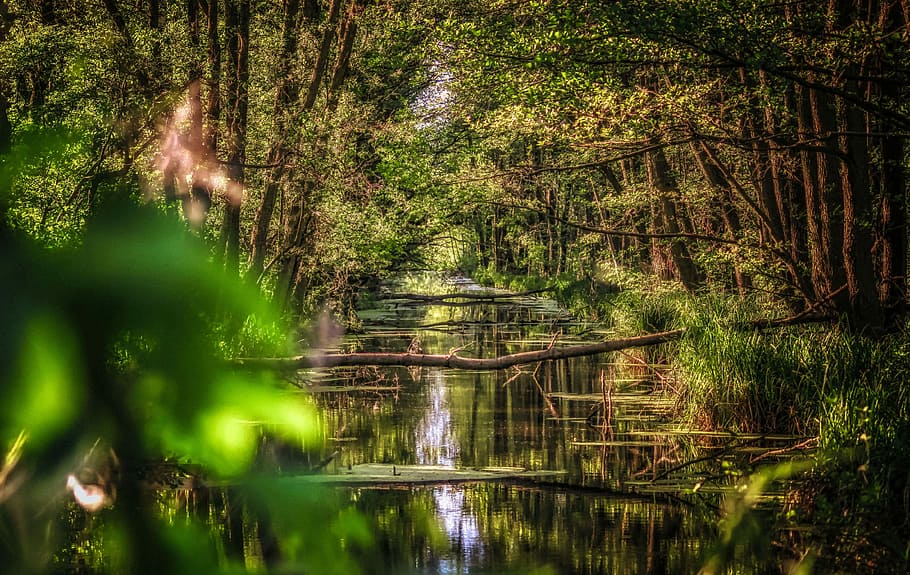 channel, river, water, nature, scrubs, view, tree, green, vegetation HD wallpaper