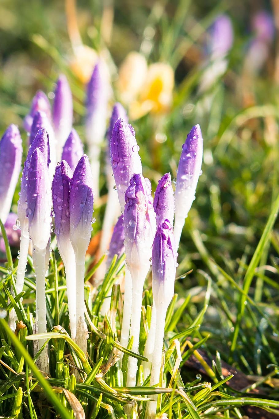 crocus, spring, flowers, purple, violet, meadow, bud, spring meadow HD wallpaper