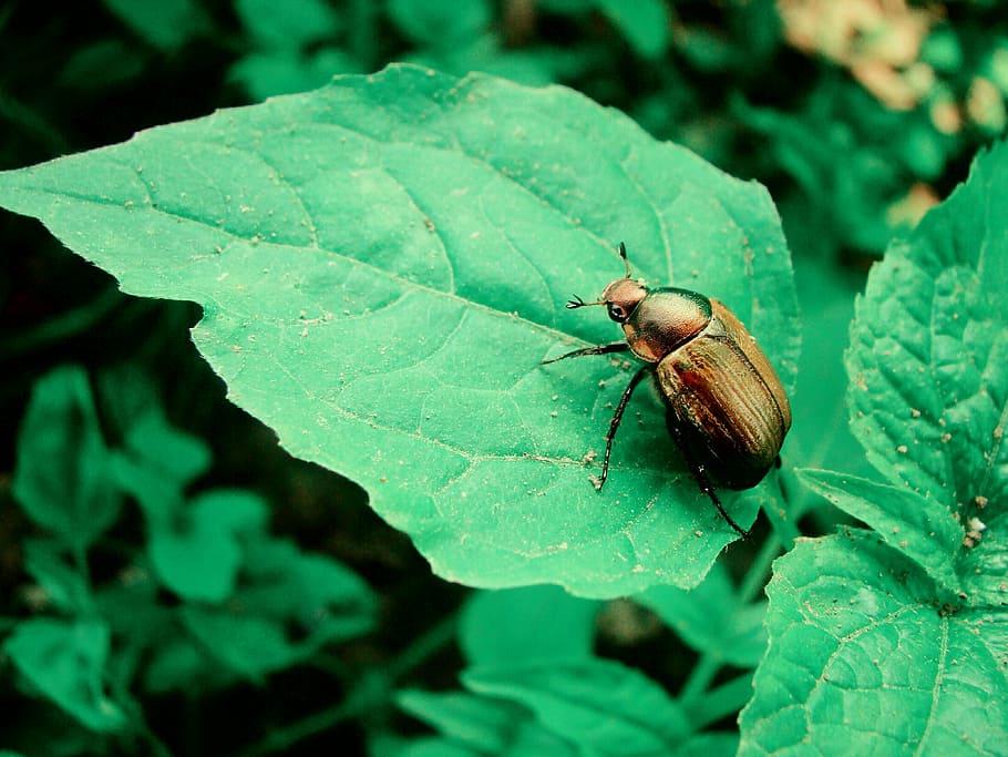 golden, beetle, sheet, green, the bushes, summer, leaf, one animal HD wallpaper