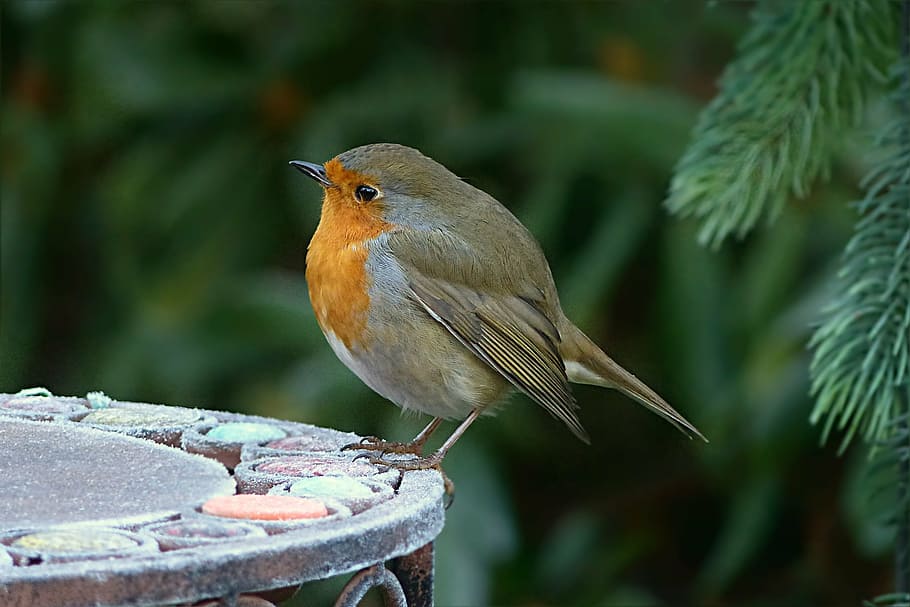 brown and gray bird on gray metal table, robin, erithacus rubecula HD wallpaper