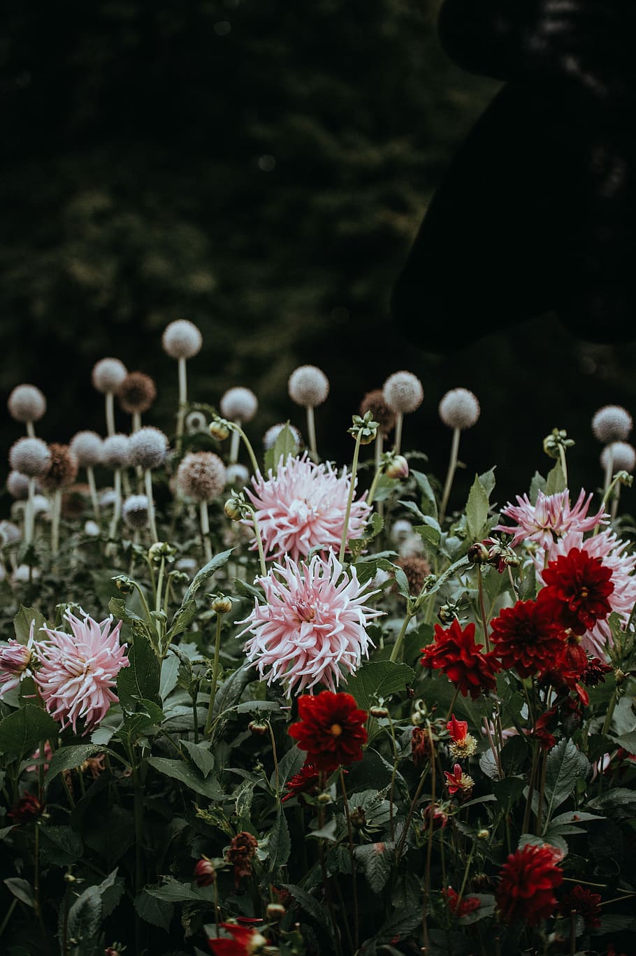 Forde Abbey, pink and red petaled flowers, leaf, dark, garden HD wallpaper