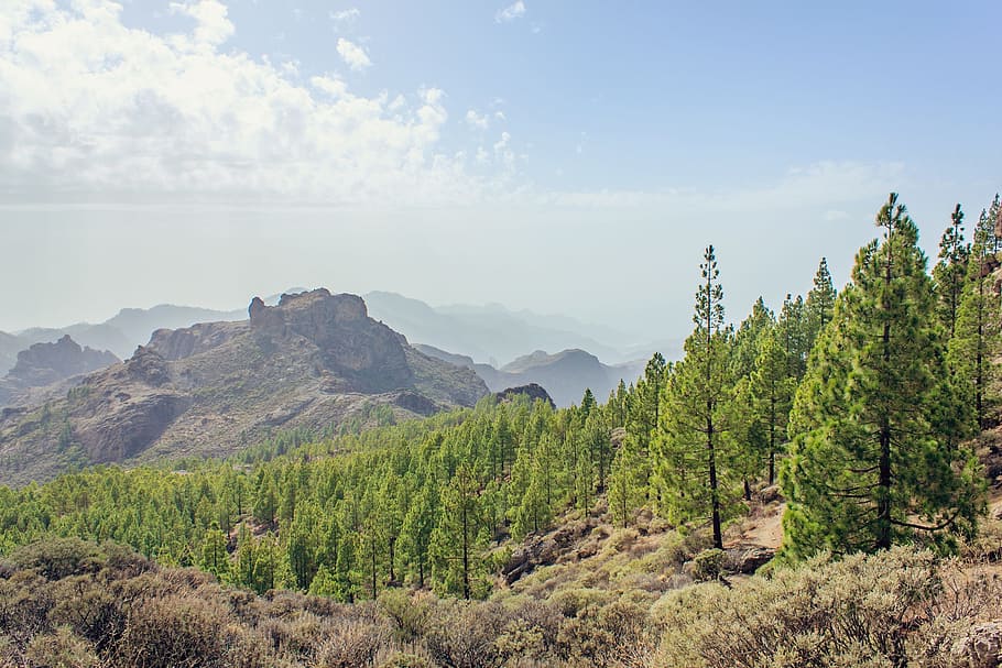 aerial photo of forest near rocky mountain, gran canaria, canary islands