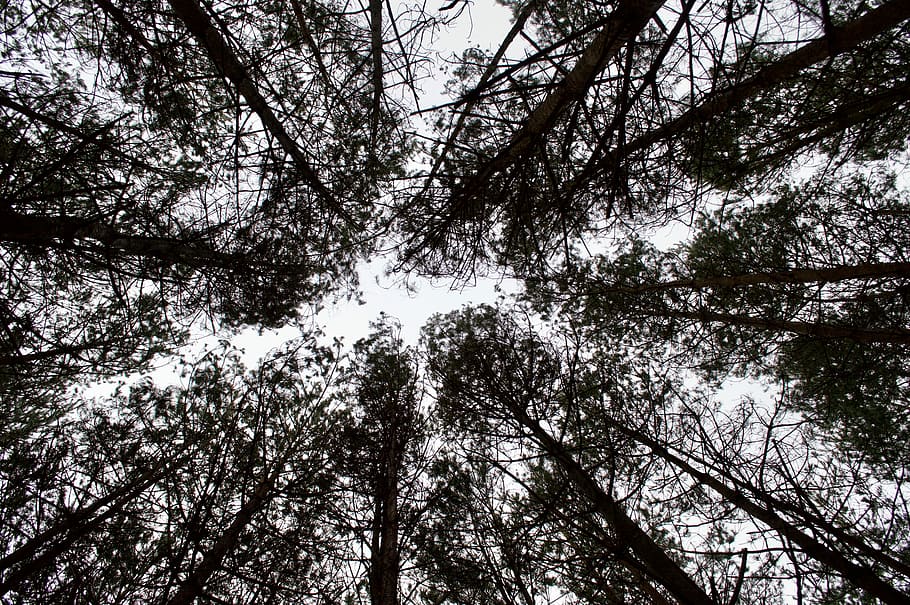 worm's eye view of tall trees, worm's eye view photography of tree on forest during daytime HD wallpaper