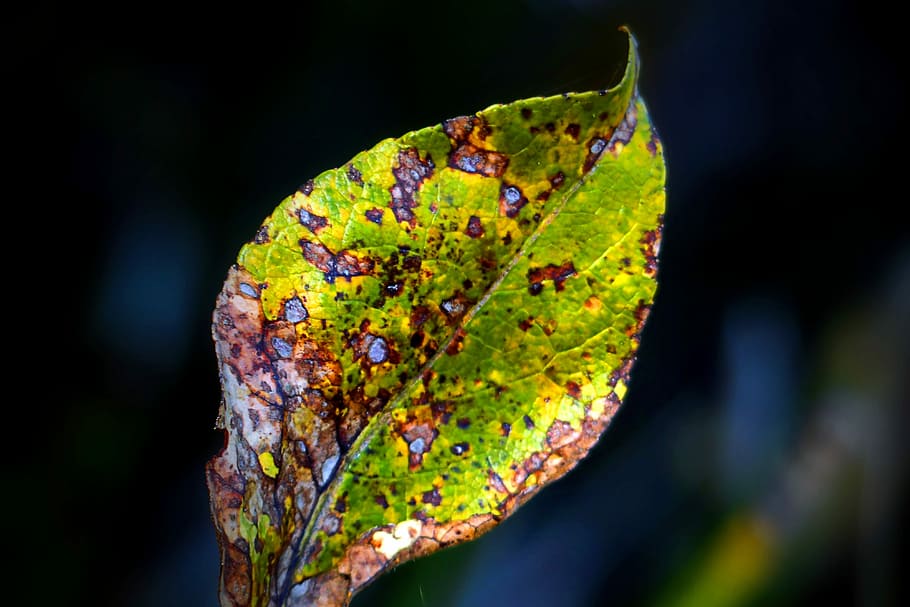 Withered, Leaf, Colorful, Autumn, Fall, tree, fall leaves, october HD wallpaper