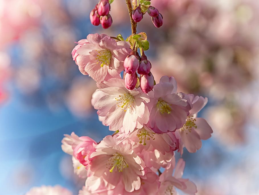 closeup photo of pink cherry blossoms, spring, bloom, japanese cherry blossom, HD wallpaper