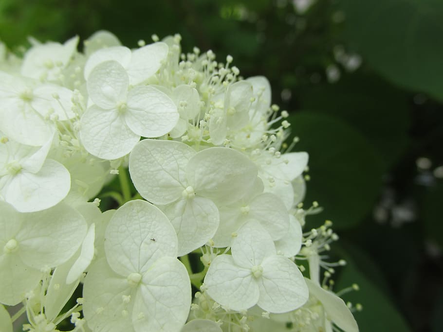 hydrangea, white-flowered, deciduous, árnyéki, flowering plant HD wallpaper